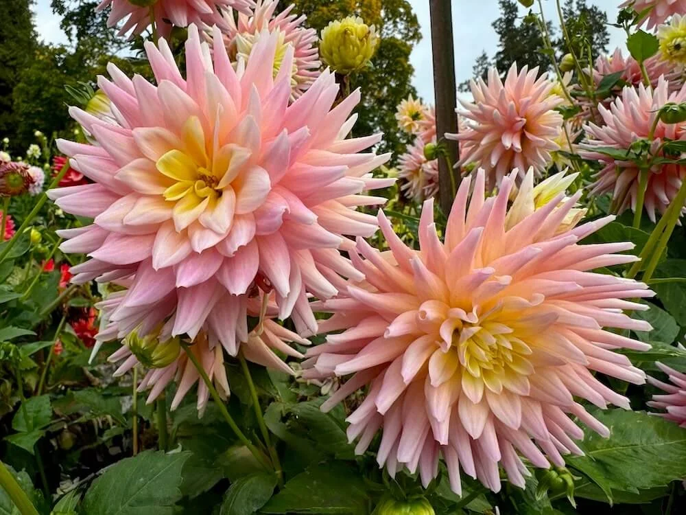 Dahlia 'Clearview Clara Belle' 04.jpeg