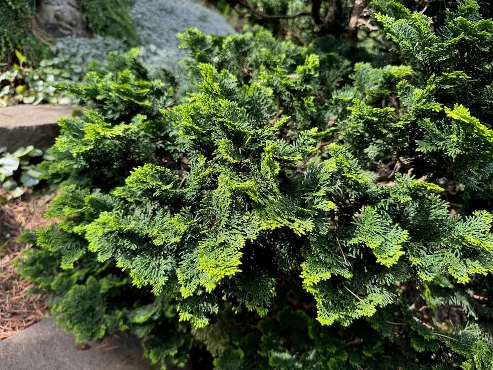 Chamaecyparis obtusa 'Paul's Select' | Paul's Select Hinoki False Cypress