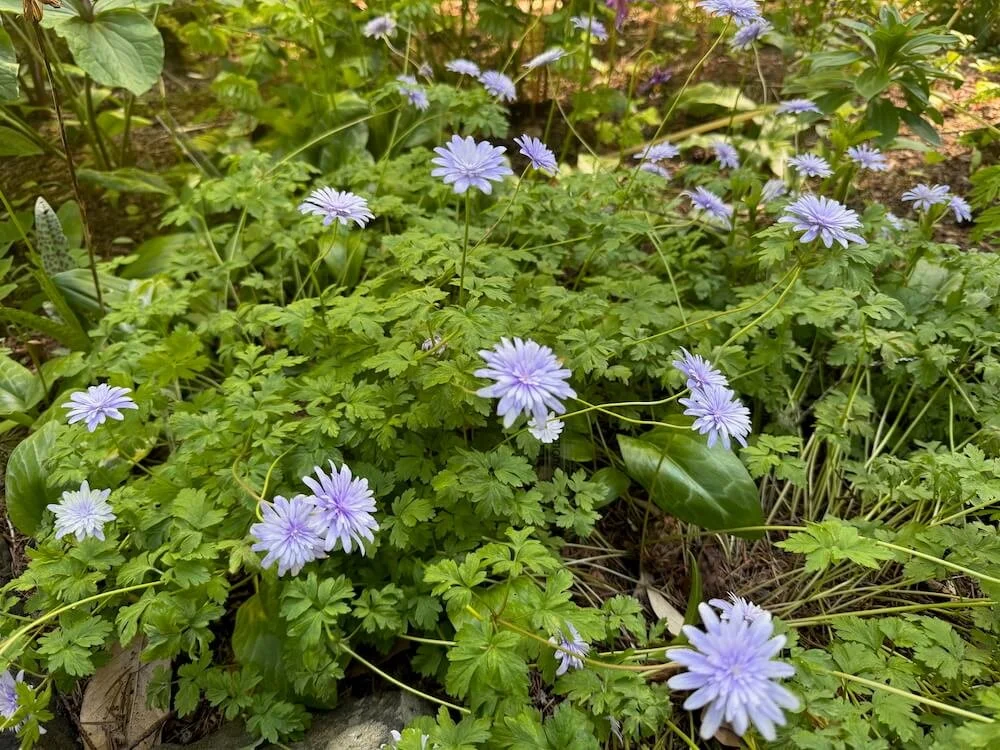 Anemone apennina 'Plena' 03.jpeg