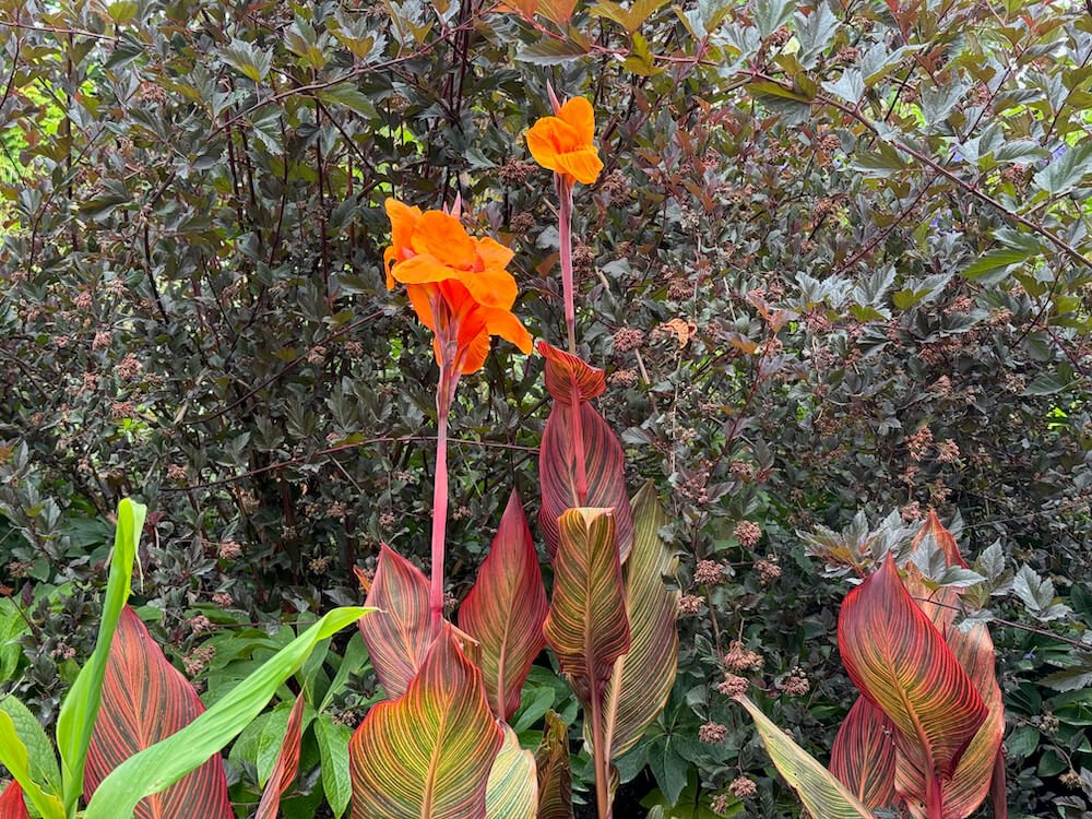 Canna indica 'Phasion' 03.jpeg