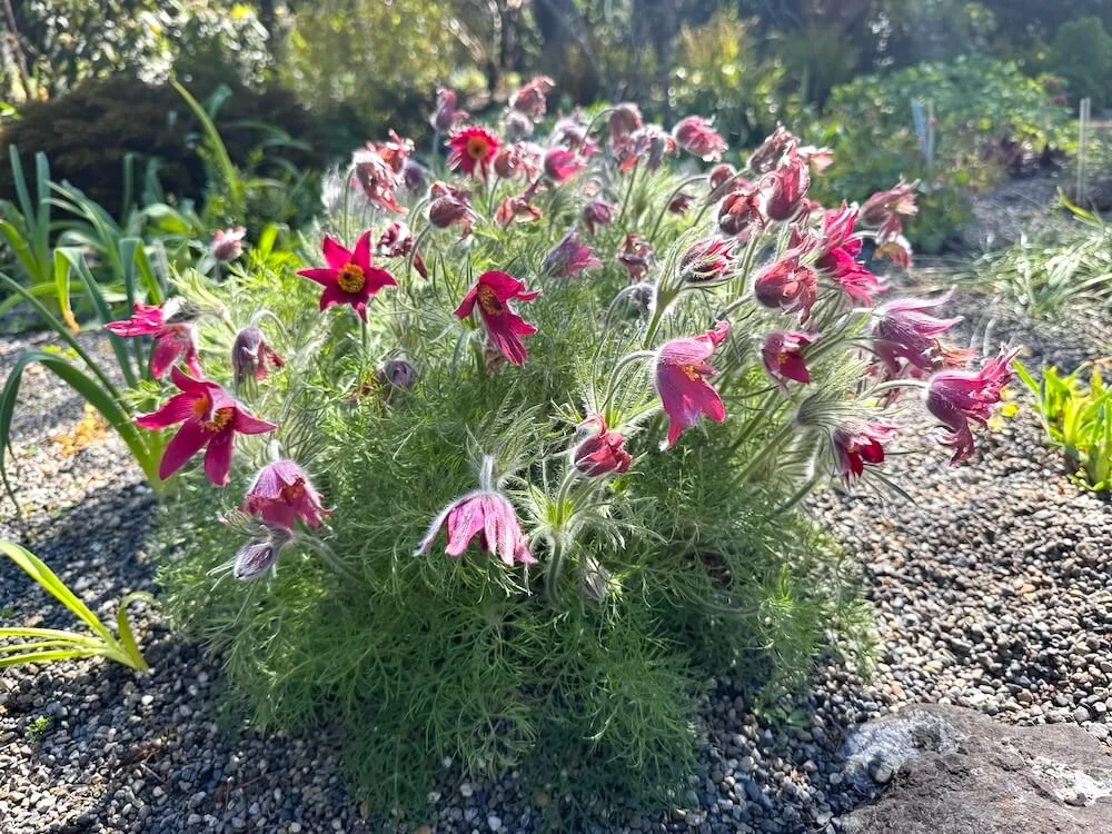 Pulsatilla vulgaris 'Red Bells' 04.jpeg