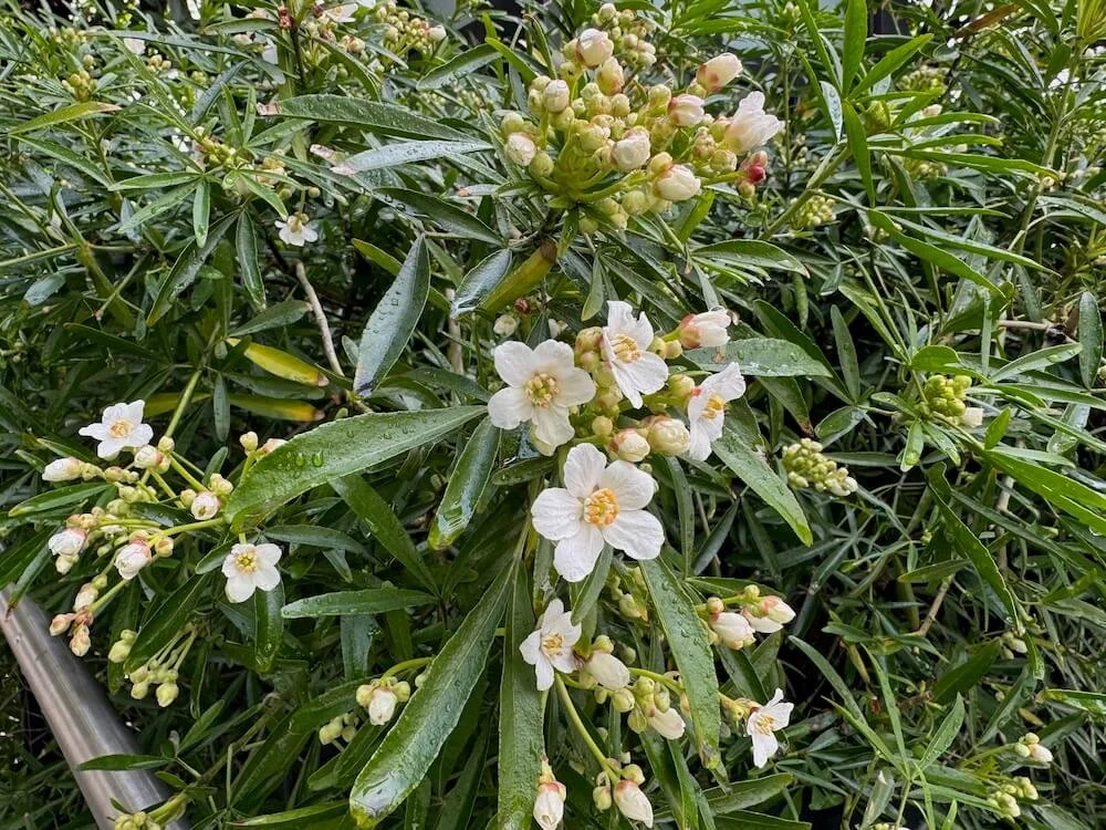 Choisya x dewitteana 'Aztec Pearl' 04.jpeg