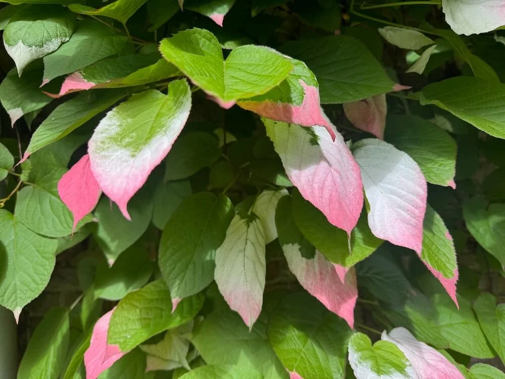 Actinidia kolomikta | Variegated Kiwi Vine