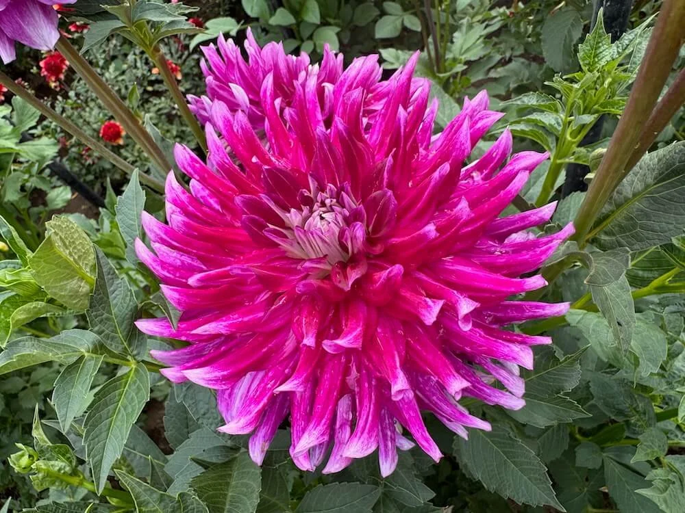 Dahlia 'Glamour Girl' 01.jpeg
