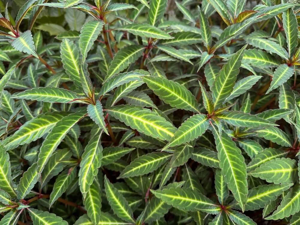 Impatiens omeiana | Hardy Chinese Impatiens