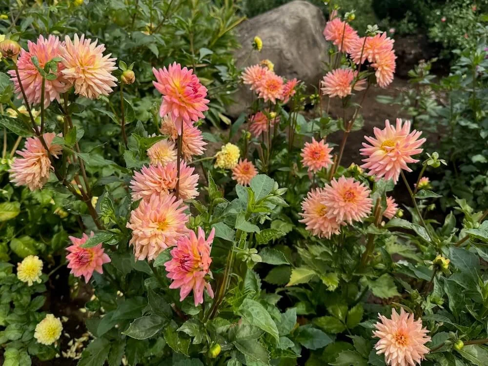 Dahlia 'Mary Jo' 03.jpeg