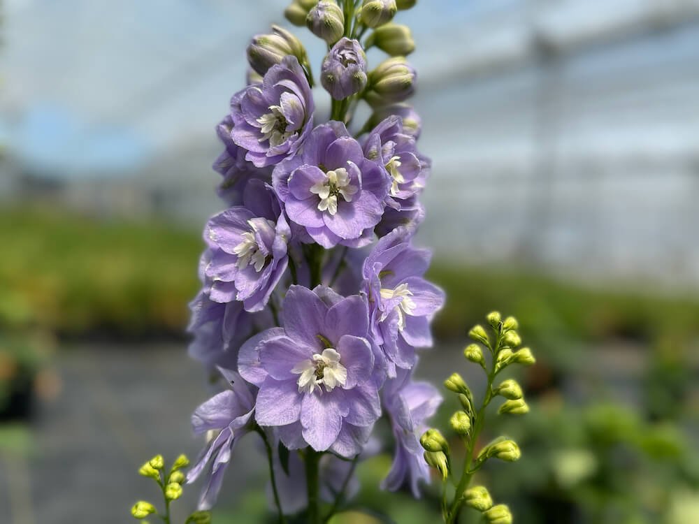 Delphinium elatum 'Aurora Lavender' 02.jpeg