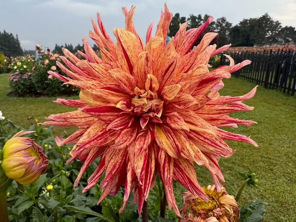 Dahlia 'Maniac' 02.jpeg