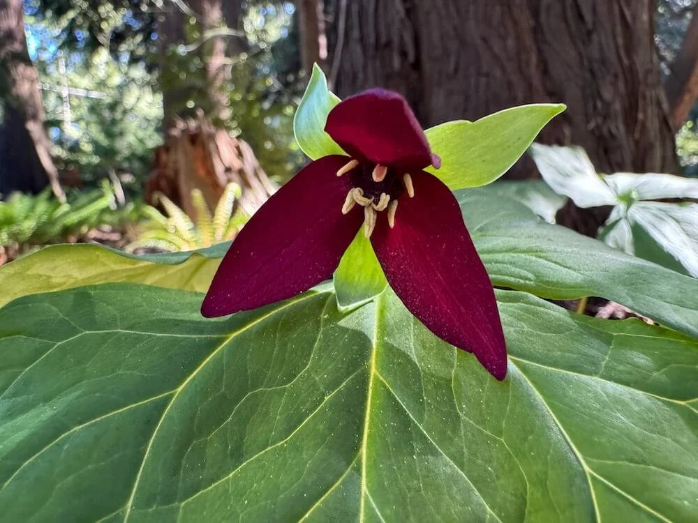 Trillium erectum | Red Trillium