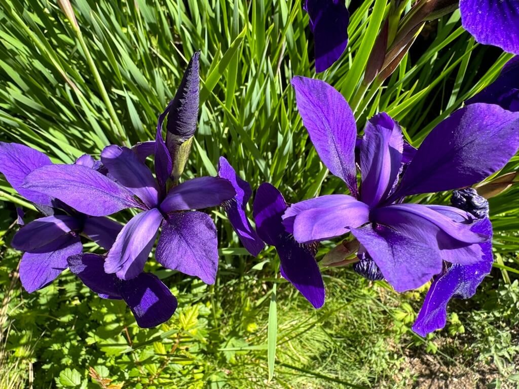 Iris sibirica 'Tycoon' 04.jpeg