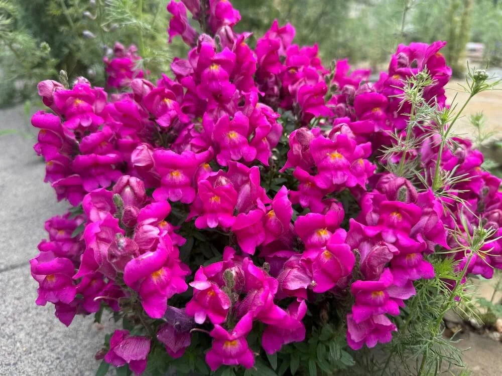 Antirrhinum majus 'Potomac Royal' 03.jpeg