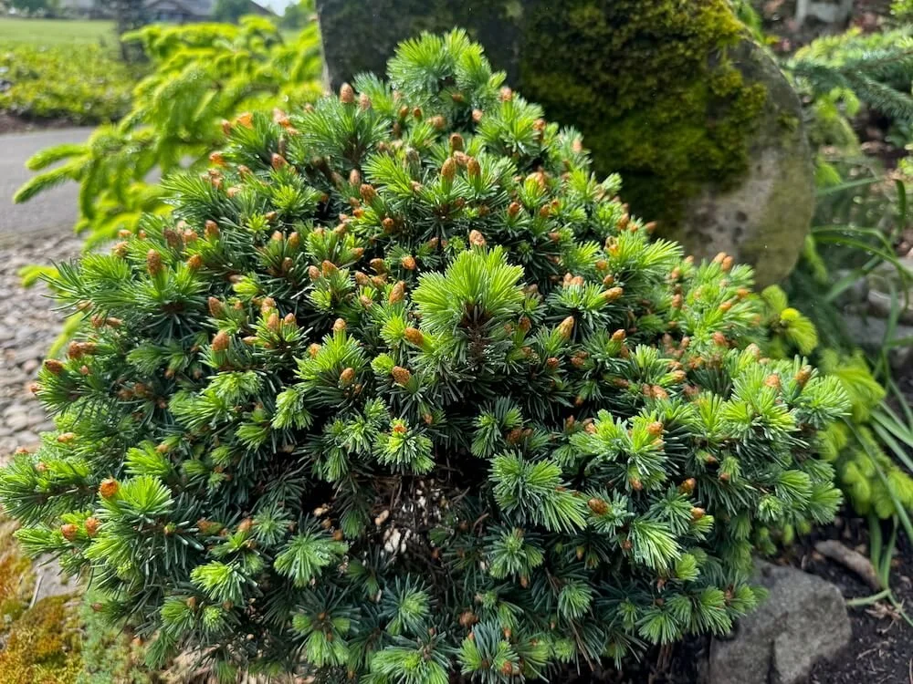 Picea engelmannii 'Talbot Lake' 01.jpeg