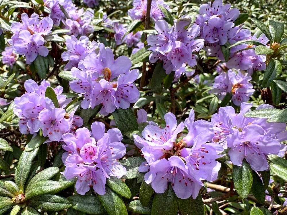 Rhododendron camtschaticum | Kamchatka Rhododendron