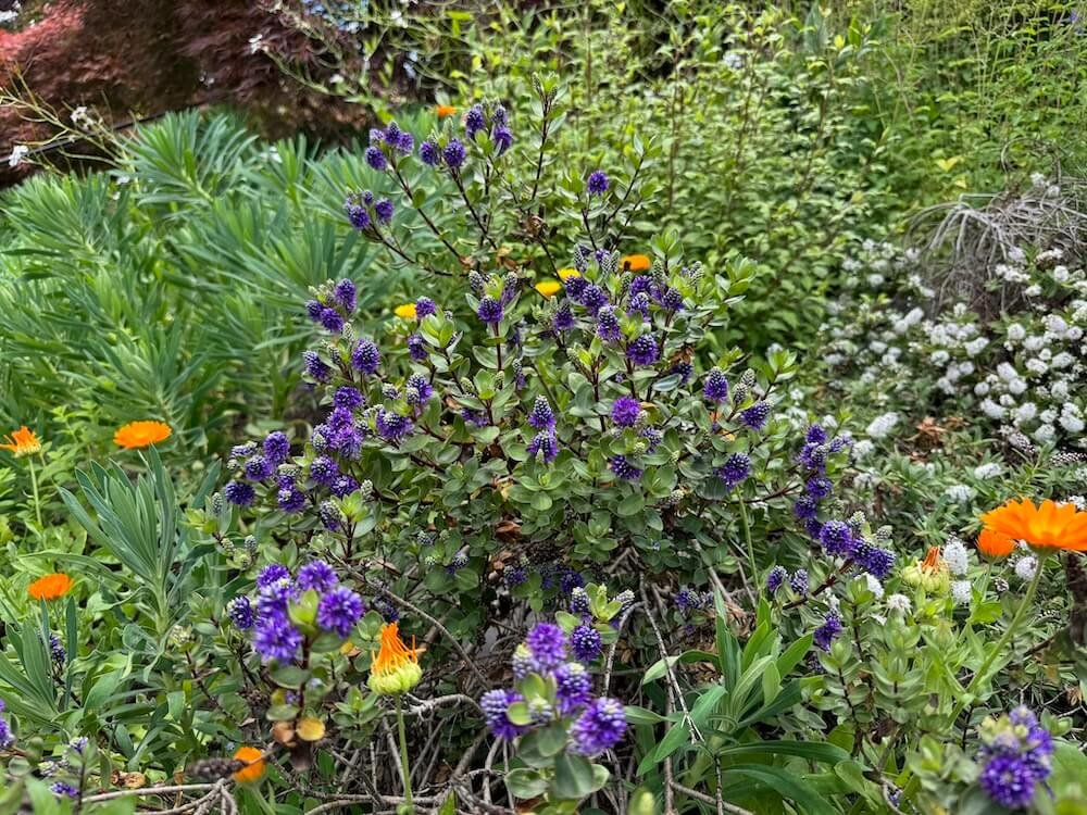 Veronica x franciscana 'Blue Gem' 03.jpeg