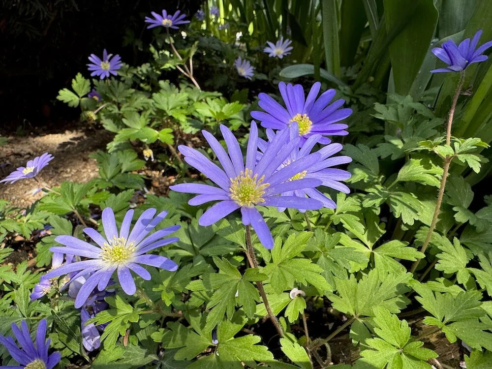 Anemonoides blanda | Grecian Windflower