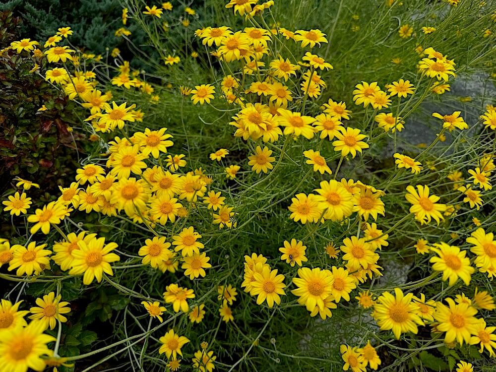 Eriophyllum lanatum 02.jpeg