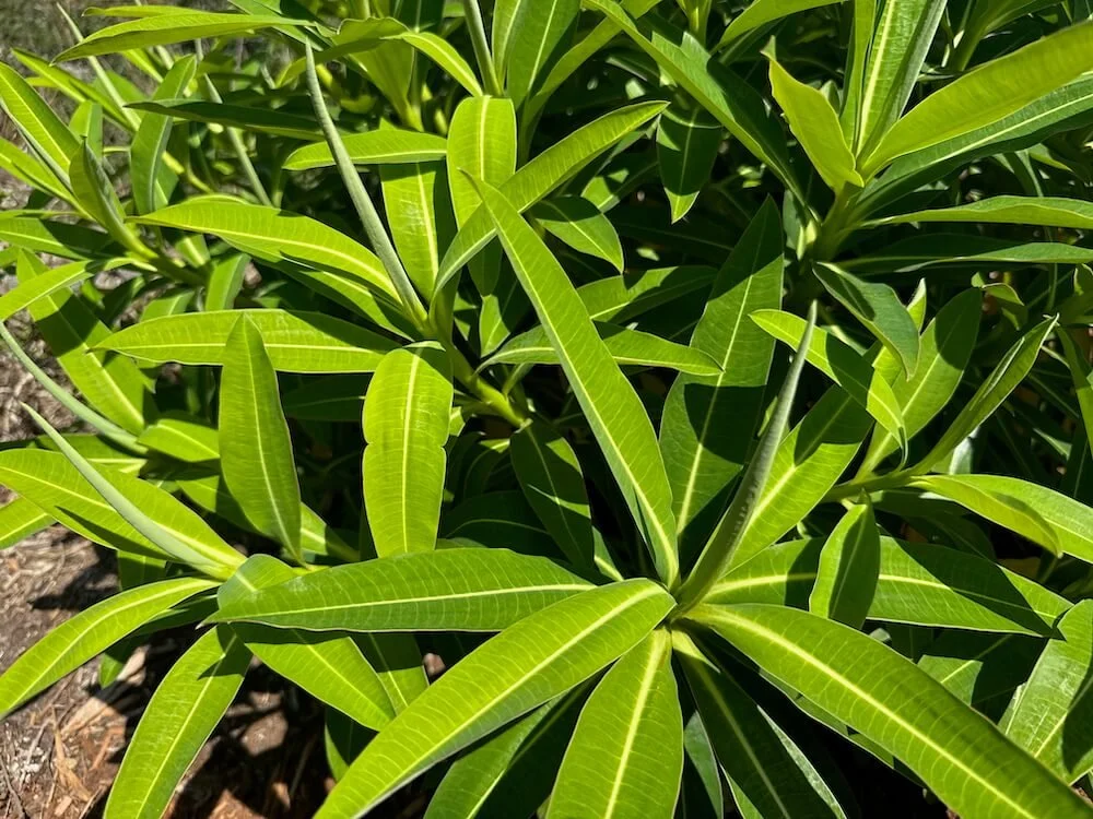 Euphorbia stygiana 02.jpeg