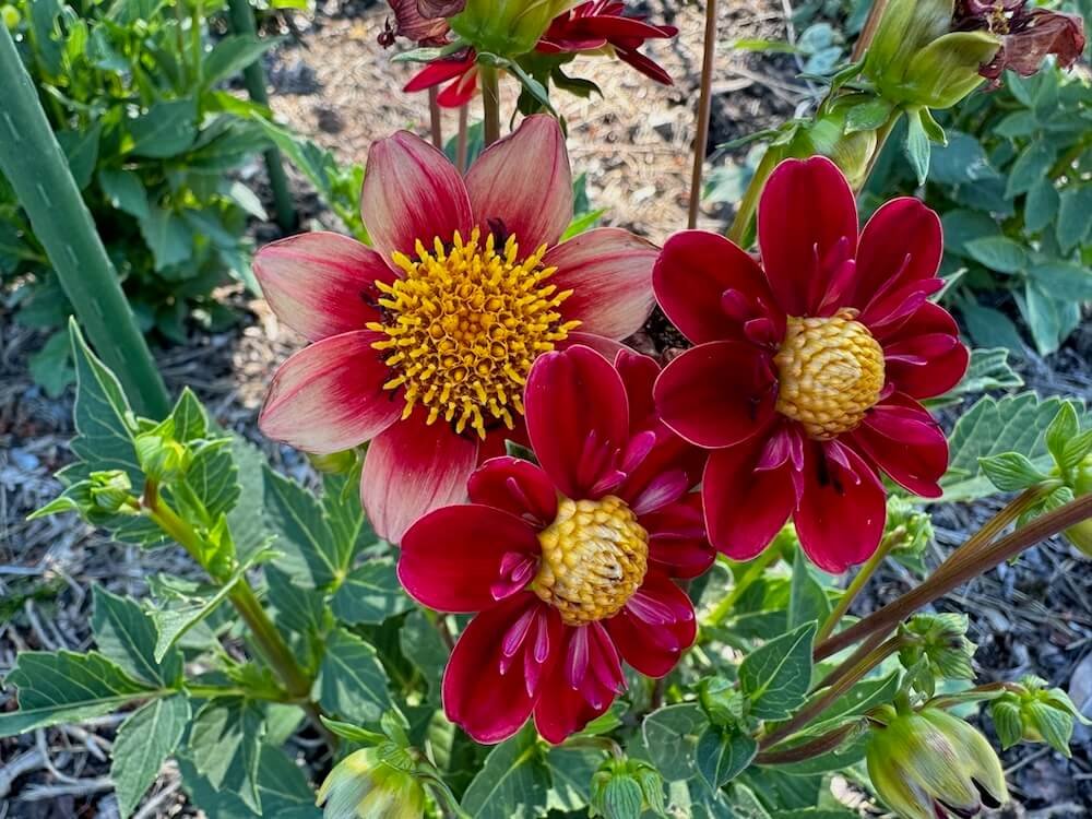 Dahlia 'Kelsey Molly' 02.jpeg