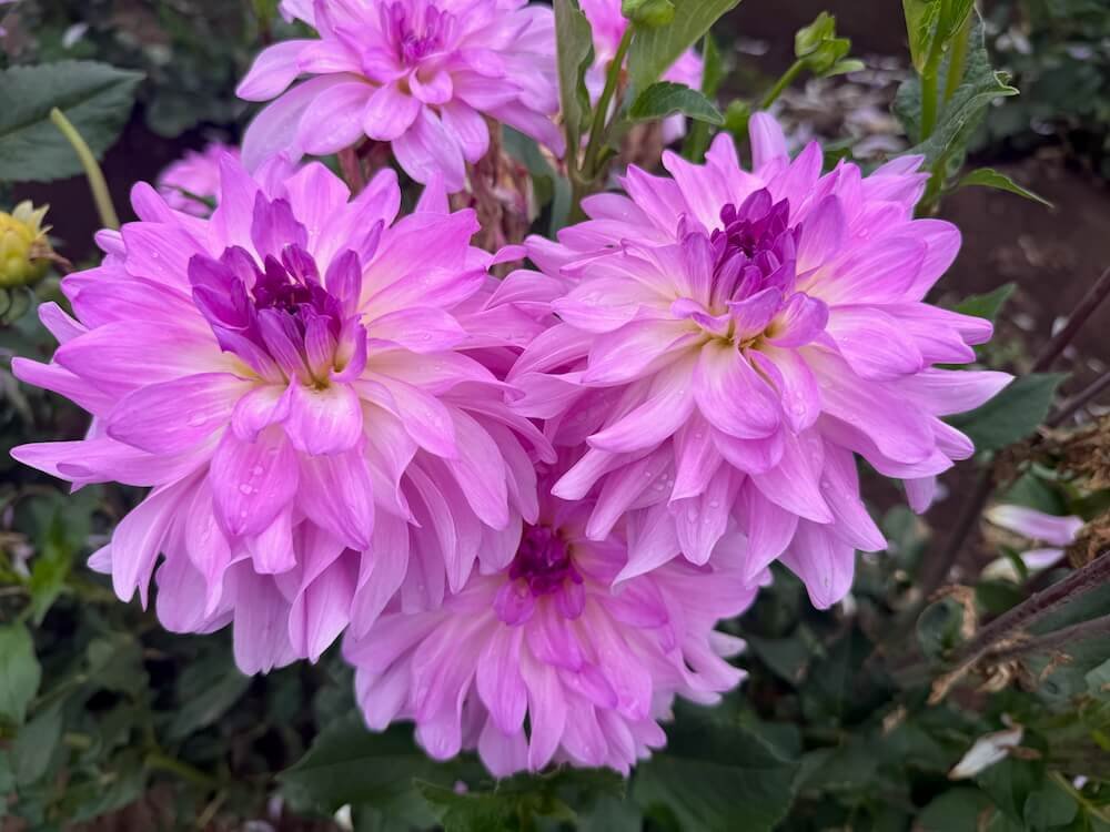 Dahlia 'Cloudburst' 01.jpeg