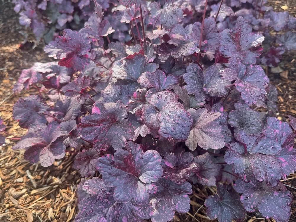 Heuchera 'Midnight Rose' 03.jpeg