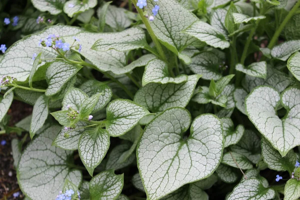 Brunnera macrophylla ‘Jack Frost’ (Heartleaf Brunnera) — Northwest Blooms