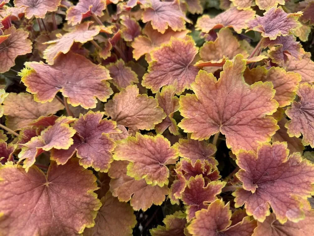 Heuchera 'Delta Dawn' 01.jpeg