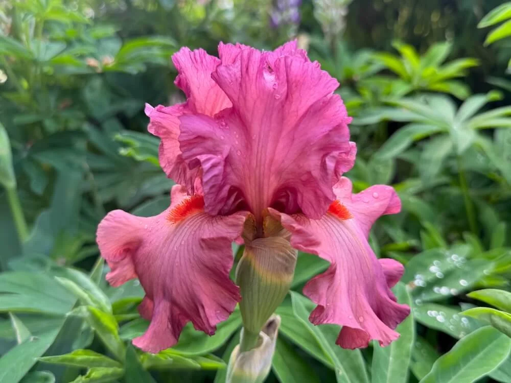 Iris 'Code Red' 02.jpeg