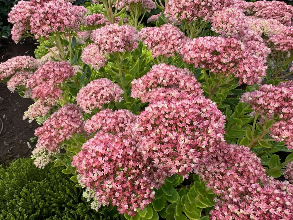 Hylotelephium spectabile 'Autumn Joy' 08.jpeg