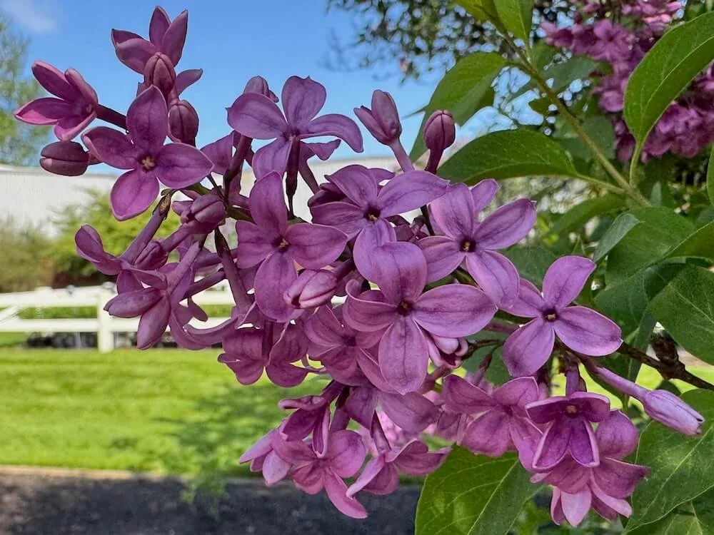 Syringa x chinensis 'Saugeana' 02.jpeg