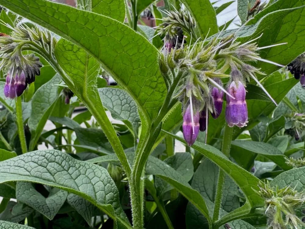 Symphytum × uplandicum 01.jpeg