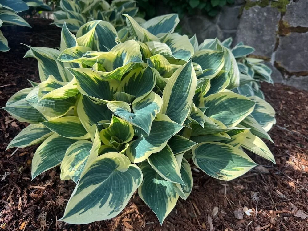 Hosta 'El Nino' 03.jpeg