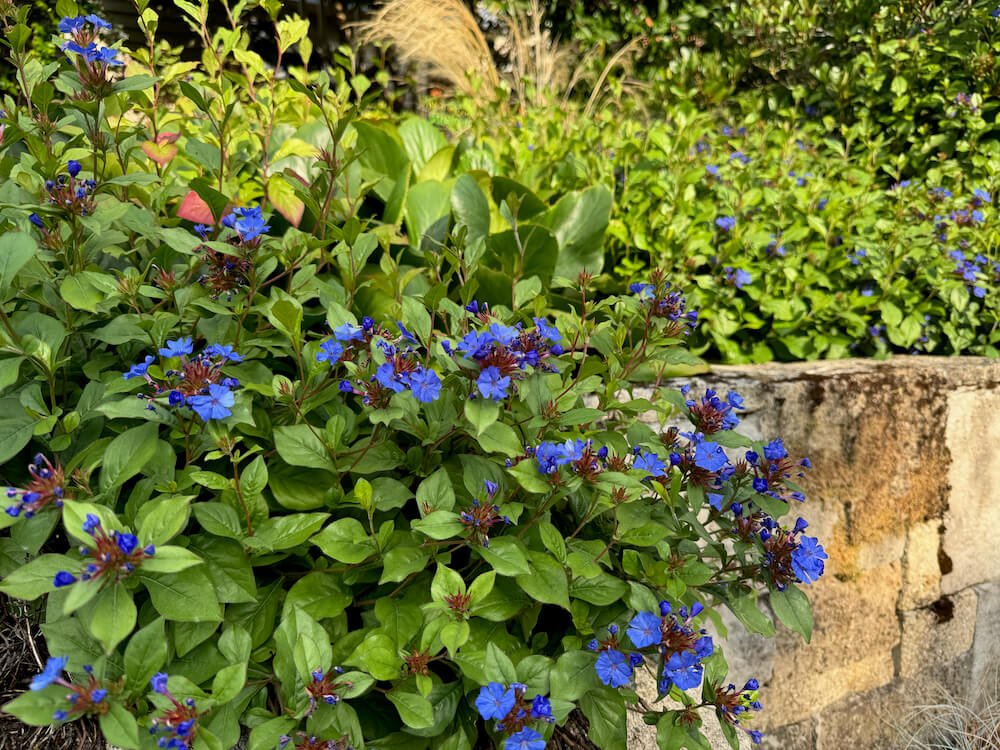 Ceratostigma willmottianum 02.jpeg