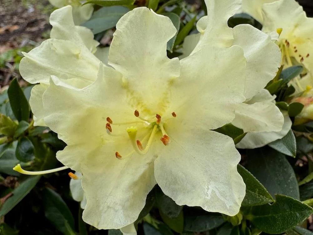 Rhododendron 'Patty Bee' 01.jpeg