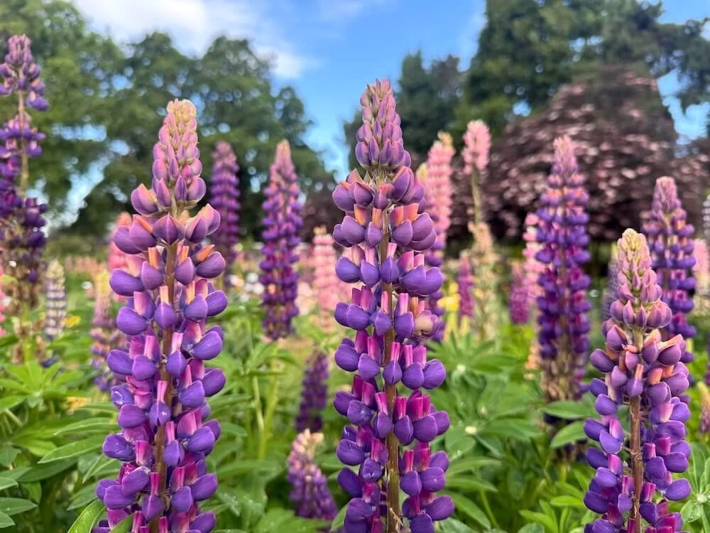 Lupinus polyphyllus Westcountry 'Masterpiece' 01.jpeg