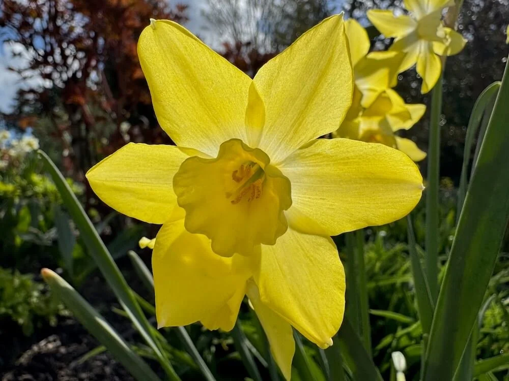 Narcissus 'Pipit' 01.jpeg