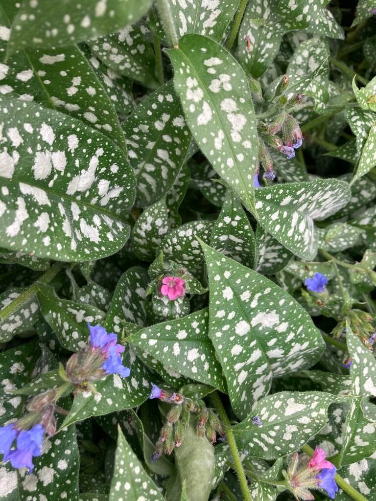 Pulmonaria 'Trevi Fountain' 02.jpeg