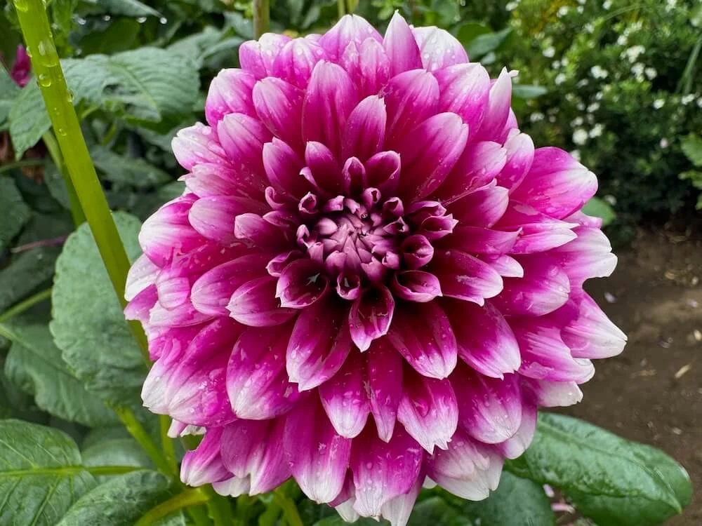 Dahlia 'Patches' 01.jpeg