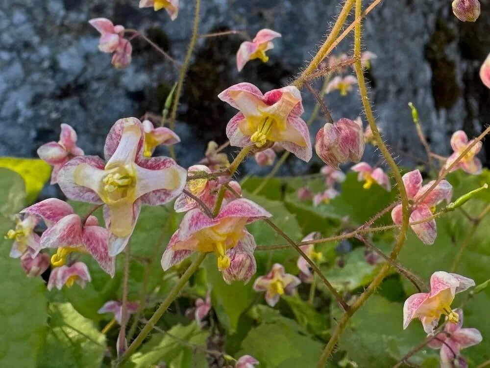 Epimedium x cantabrigiense 'Red Form' | Cambridge Barrenwort
