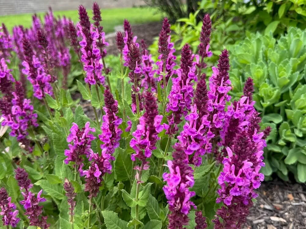 Salvia nemorosa 'Rose Marvel' 04.jpeg
