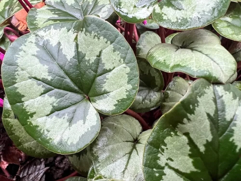 Cyclamen coum 12.jpeg