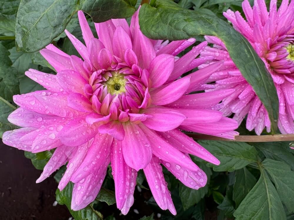 Dahlia 'Pink Gingham' 02.jpeg