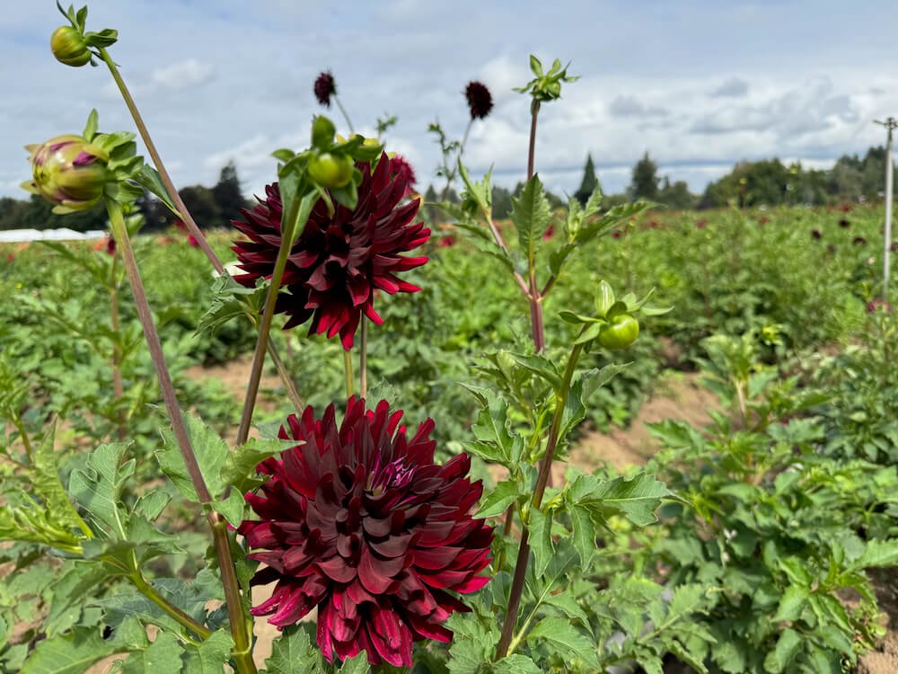 Holly Hill Black Beauty Dahlia 05.jpeg