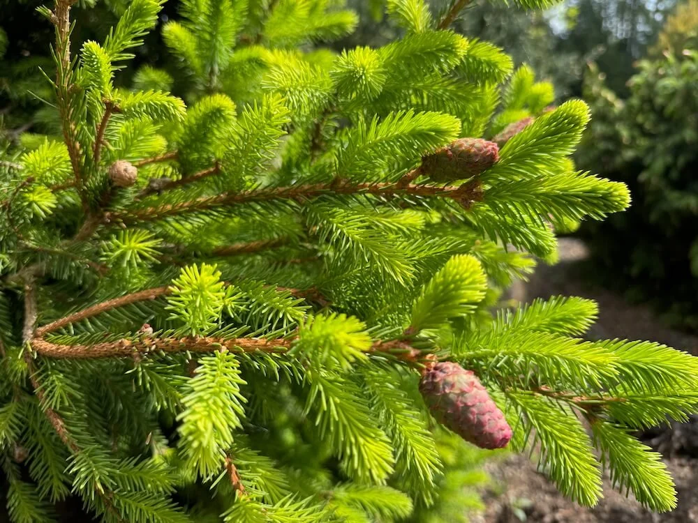 Picea abies 'Aty's Acrocona Pusch' | Aty's Acroconca Pusch Norway Spruce