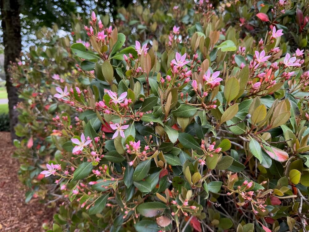Rhaphiolepis indica 'Conor' 02.jpeg
