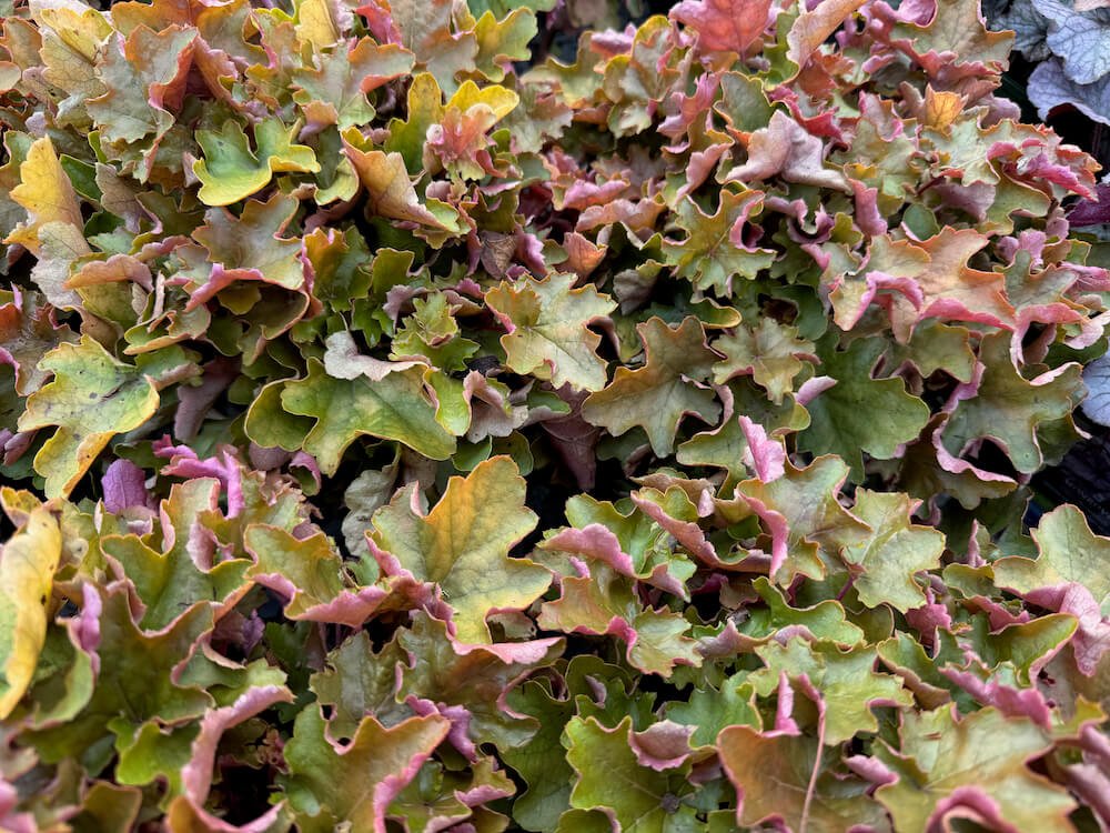 Heuchera 'Doheugaberu' 01.jpeg