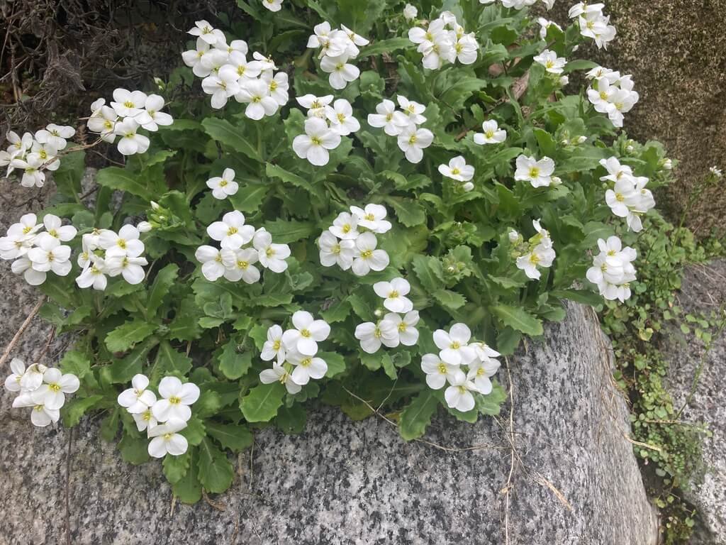 Arabis caucasica 'Snowcap' 01.jpeg