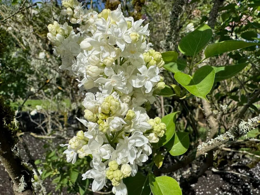 Syringa vulgaris 'Madame Lemoine' 02.jpeg