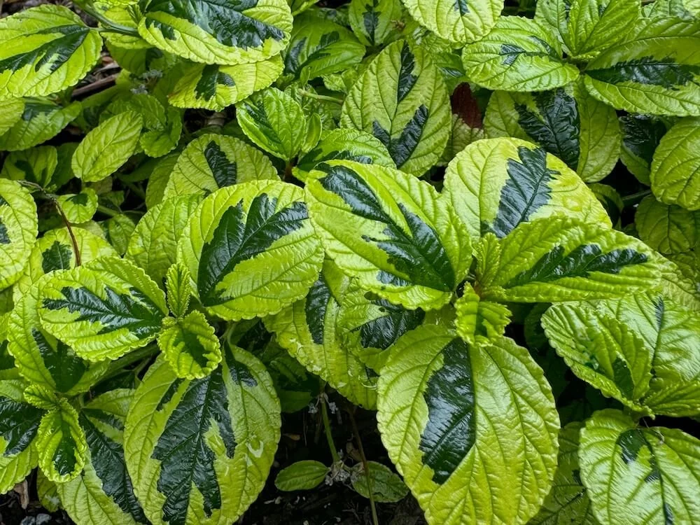 Ceanothus griseus var. horizontalis ‘Diamond Heights’ | Diamond Heights Carmel Creeper