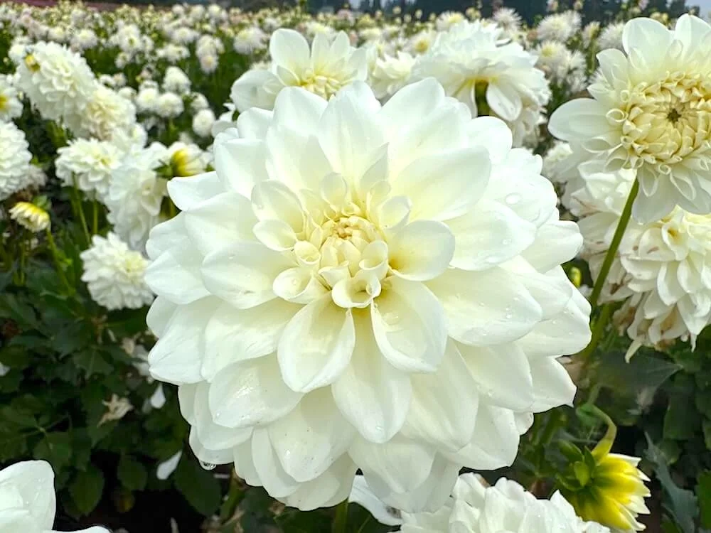 Dahlia 'Mt. Hood' 03.jpeg