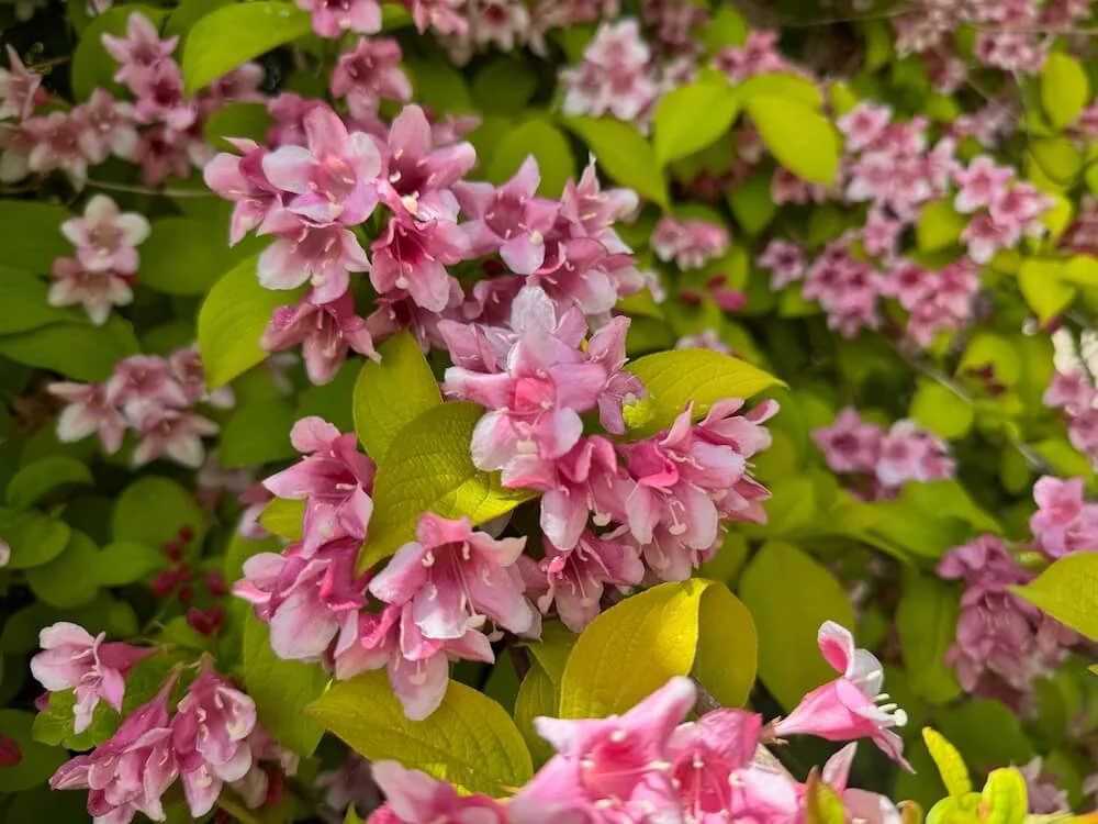 Weigela 'Looymansii Aurea' 05.jpeg
